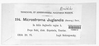 Microstroma juglandis image